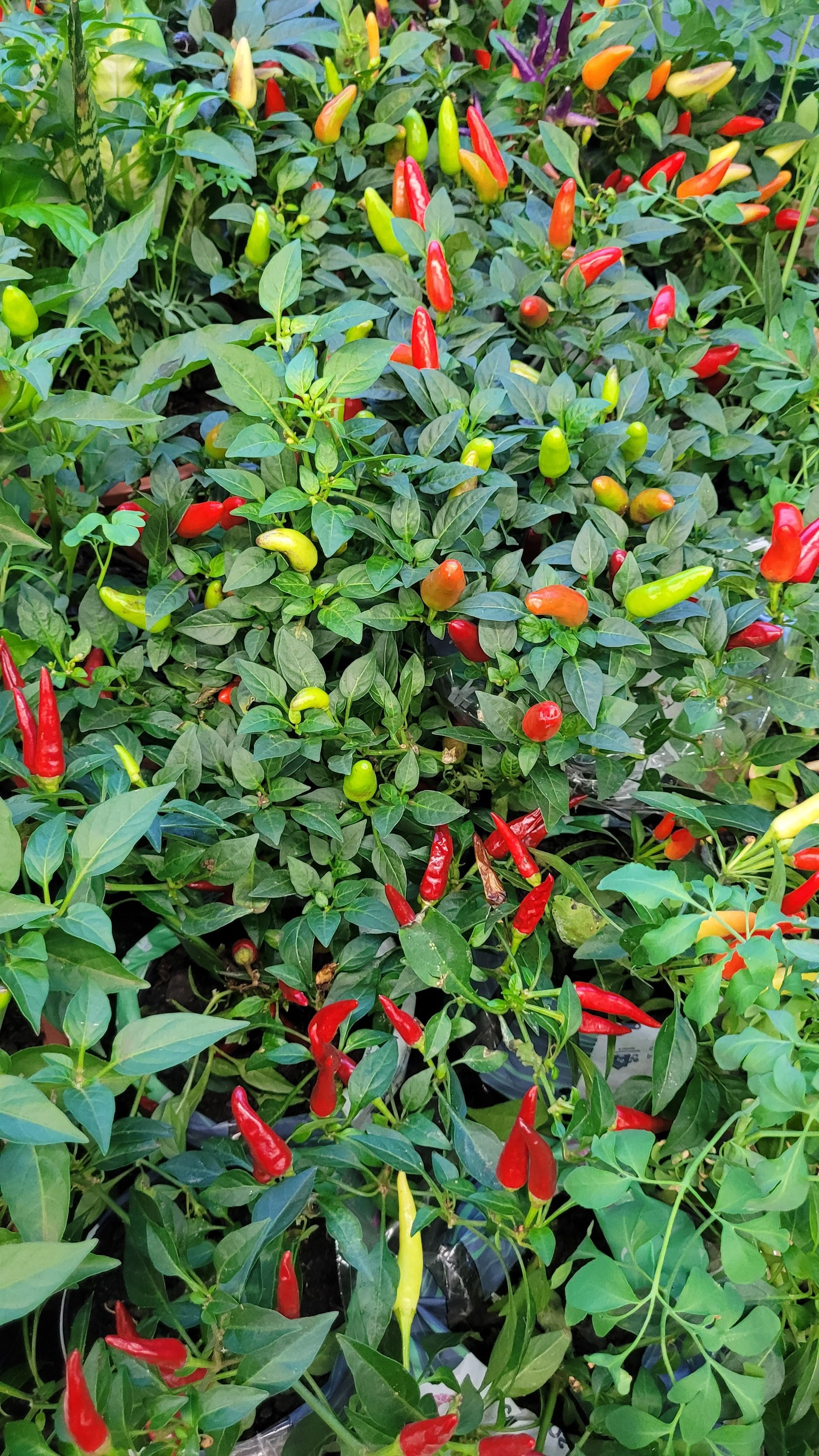 A chili plant bearing fruits in red, green and yellow