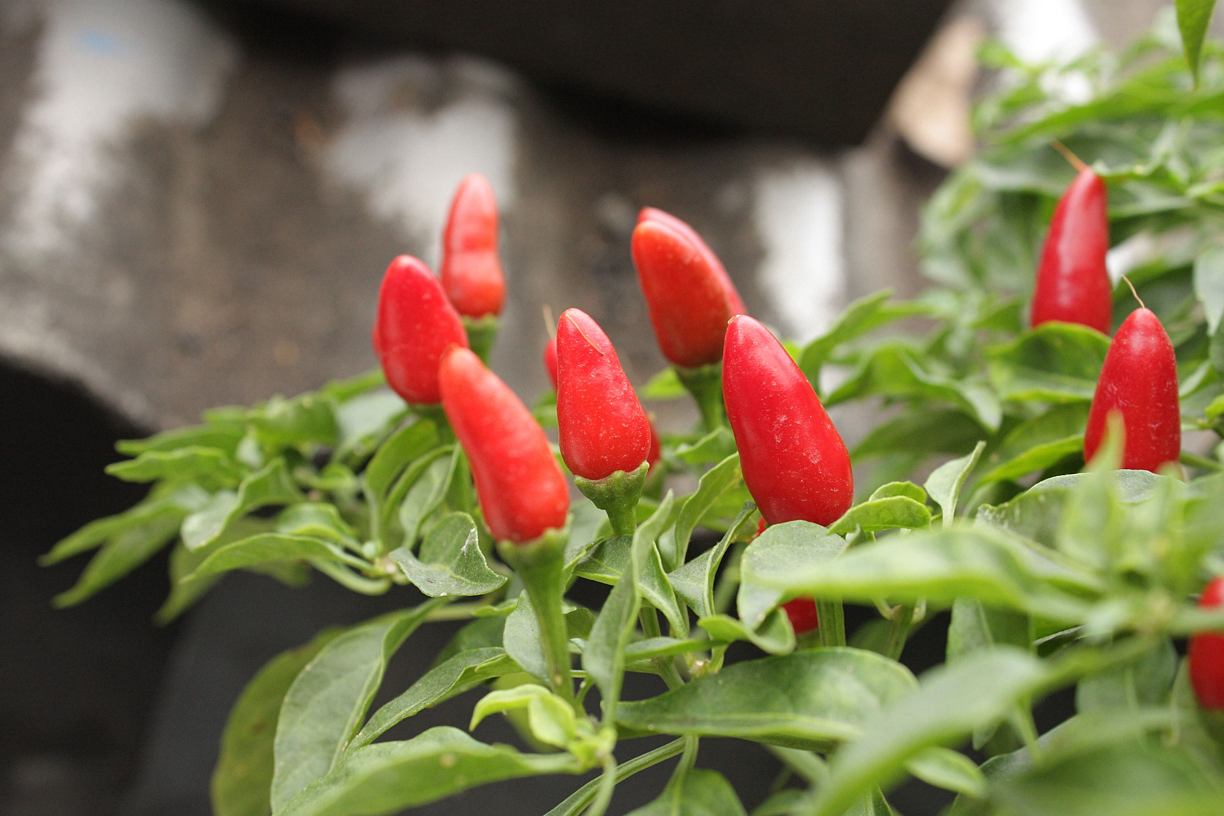 Cluster of red bird's eye chilies on the plant