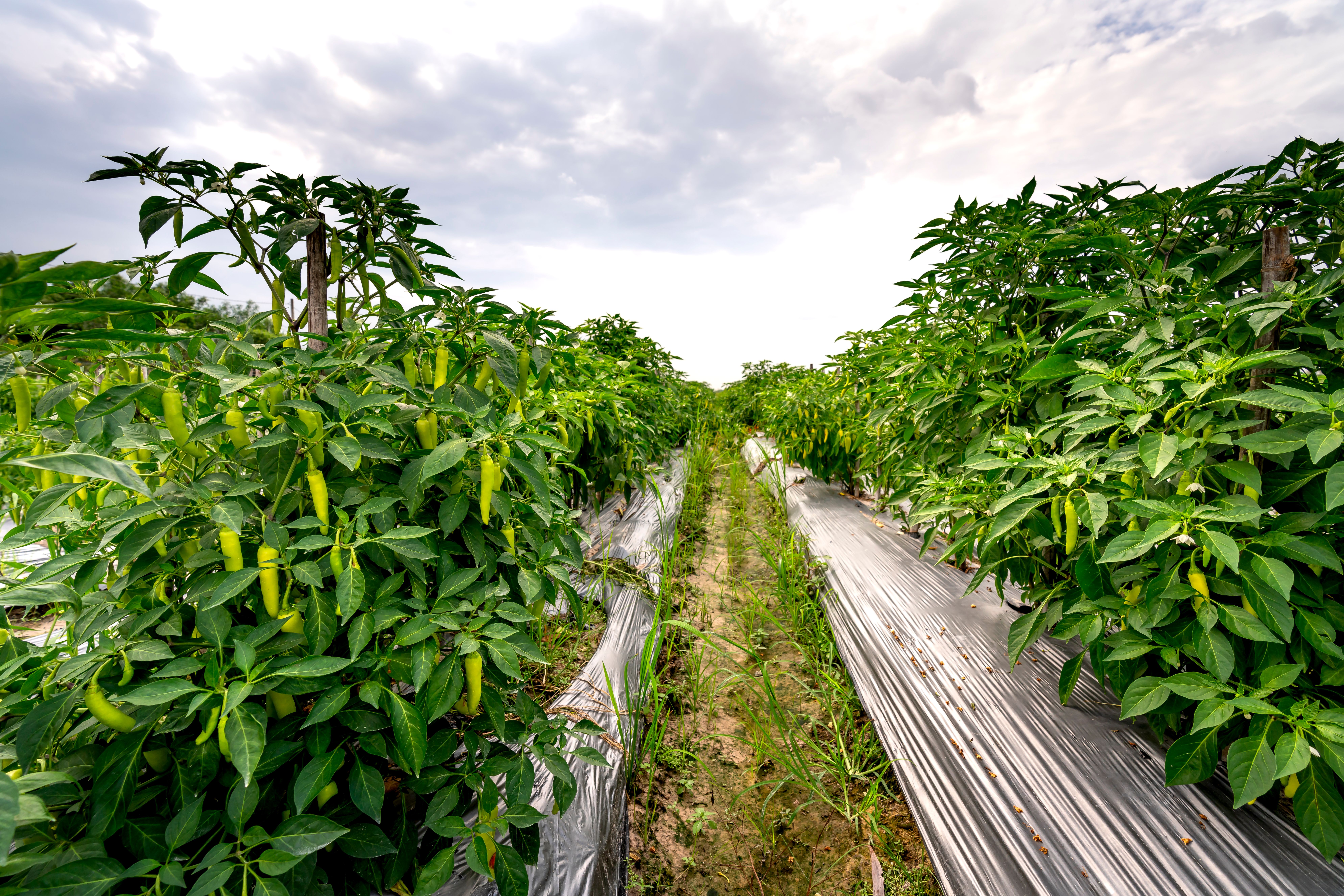 Rows of green chili plants growing in the field